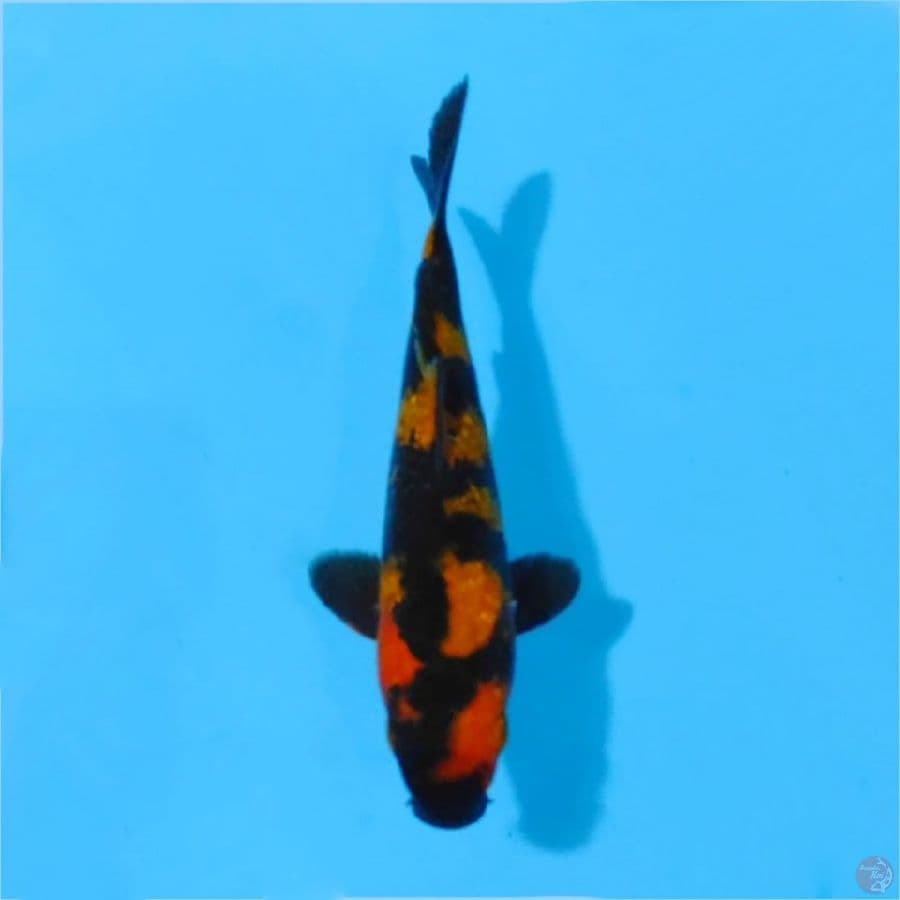 ٨. Ginrin hi utsuri SQ tembus size 20cm male