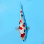٠١. kindai showa quality size 30cm male
