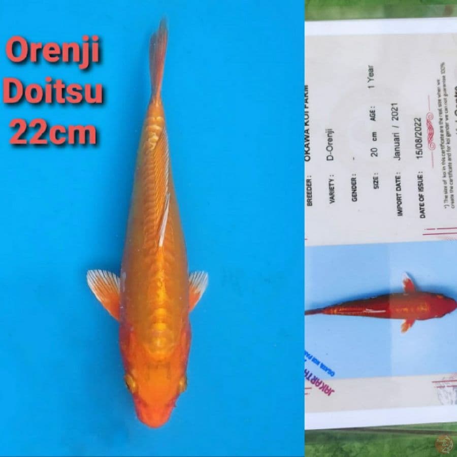 OKAWA ORENJI DOITSU 22CM SERTI