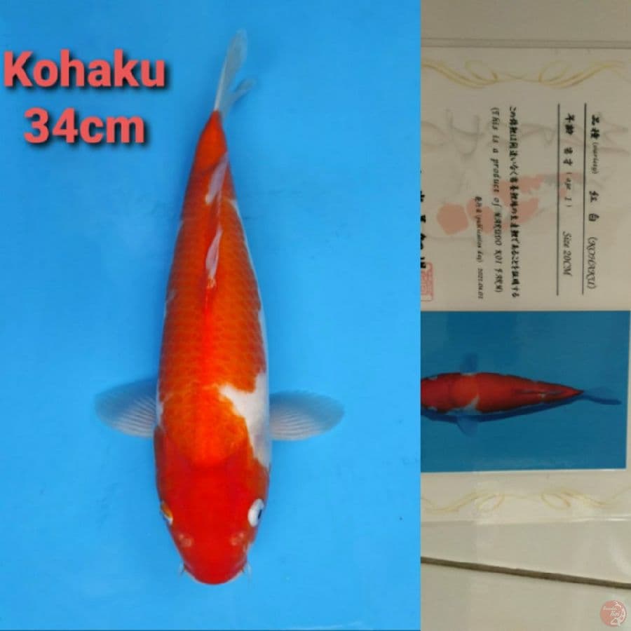 MARUDO KOHAKU 34CM SERTI