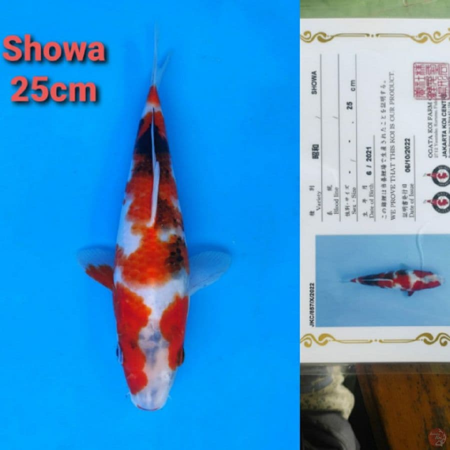 OGATA SHOWA 25CM SERTI