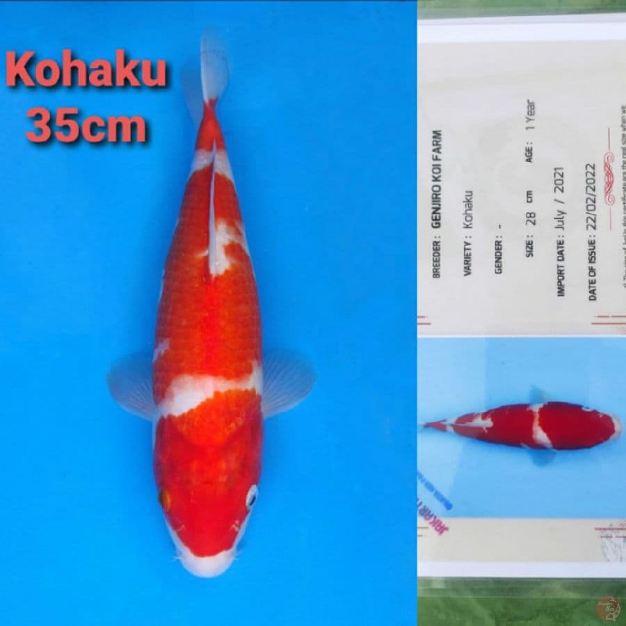 GENJIRO KOHAKU 35CM SERTI