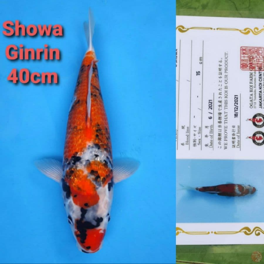 OGATA SHOWA GINRIN 40CM SERTI