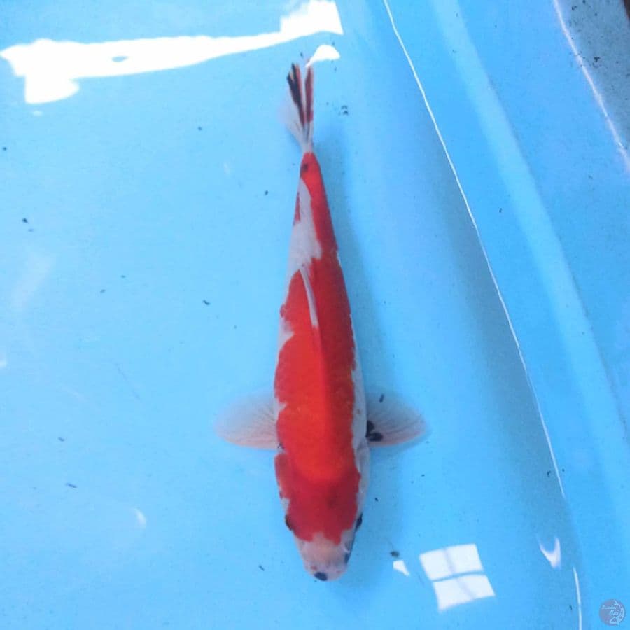 Showa 31 cm