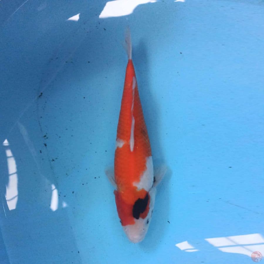 Showa 30 cm