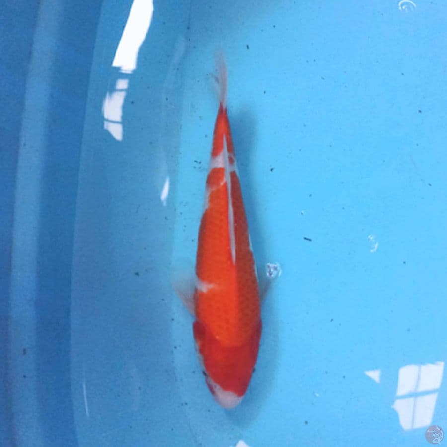 Kohaku 25 cm