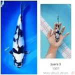 Shiro Doitsu SQ 35cm, 3rd place Mega Jatim Koi show