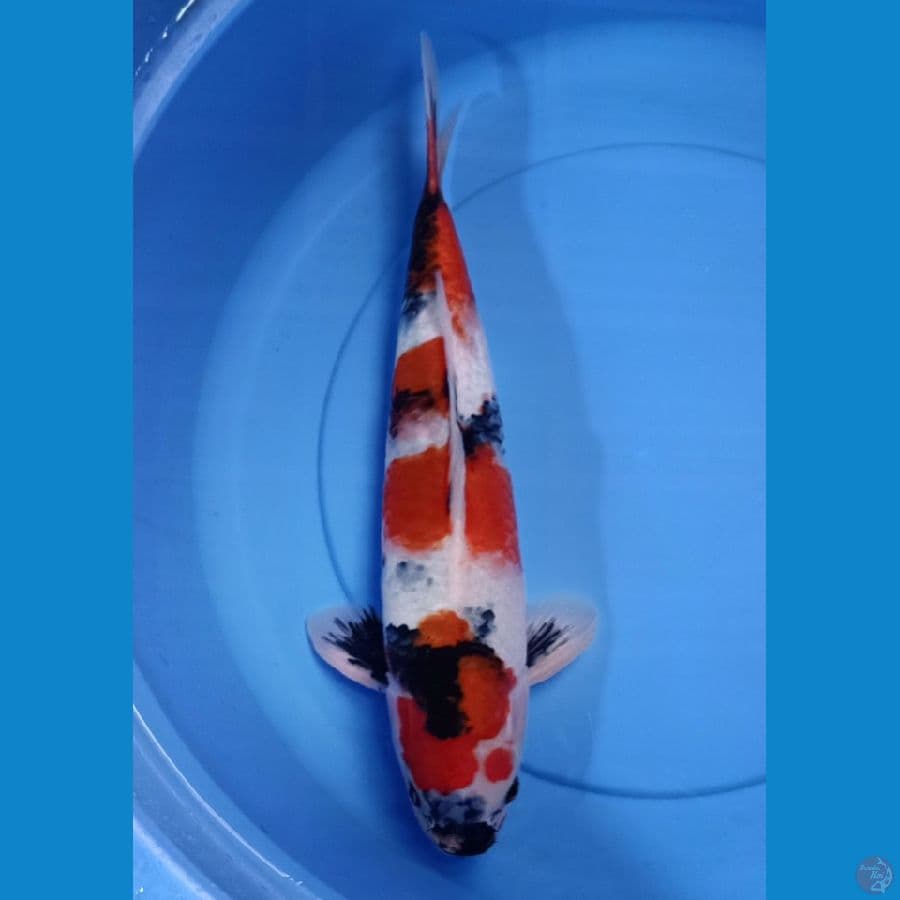 SHOWA 42CM