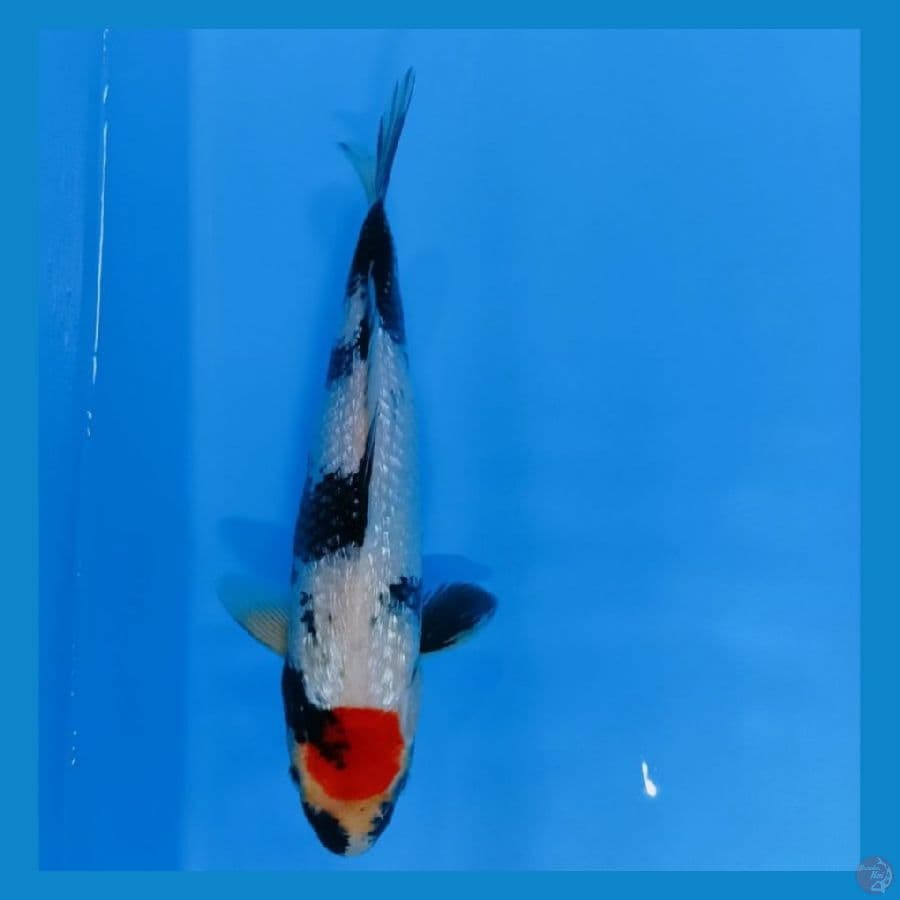 Tancho showa gindrin tathegoi 31cm 