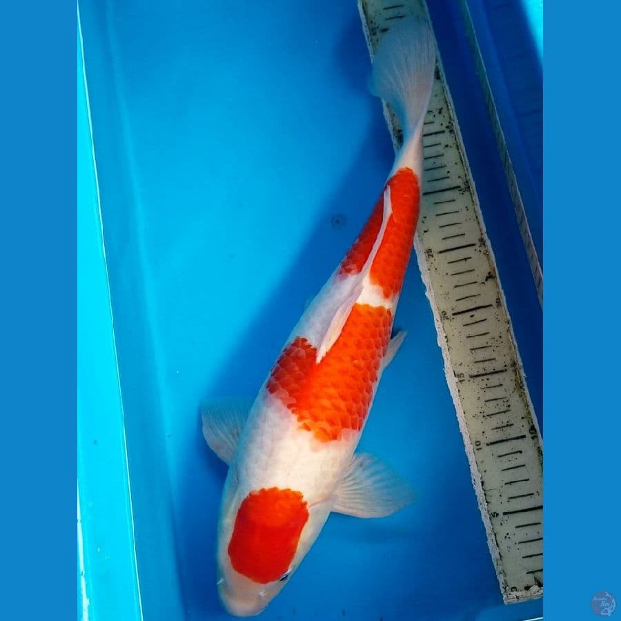 KOHAKU 45 CM MALE