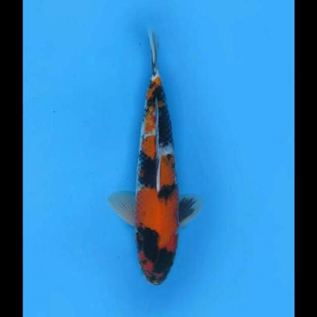 32cm Male - Hi Showa Prospek 