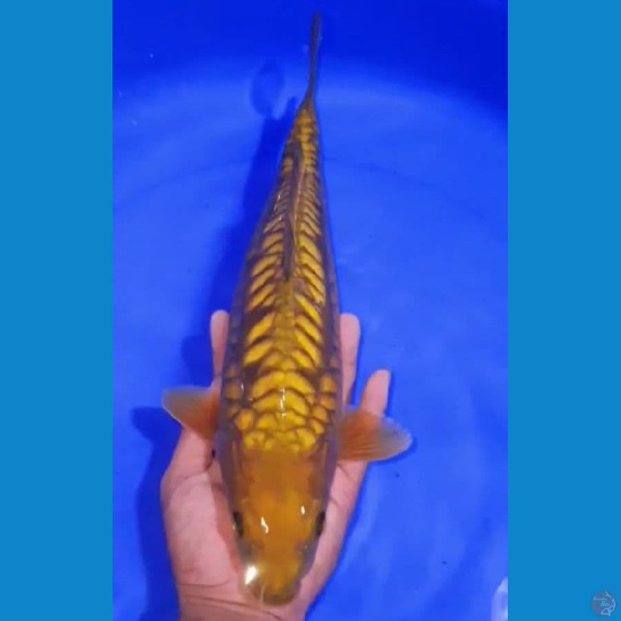 CHAGOI ARAGOKE 35CM