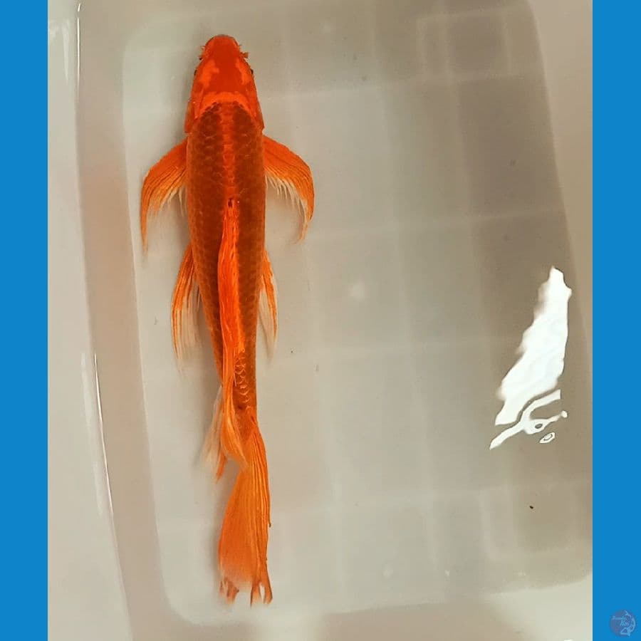 KUMPAY JUMBO AKAMATSUBA 47CM MALE
