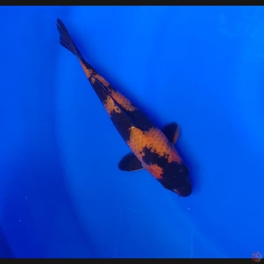 Koi Import Jepang Hi Utsuri (Sertifikat Shinoda) 22cm Super