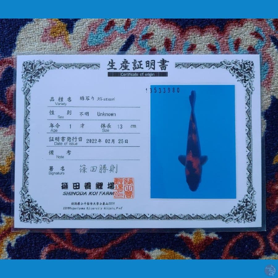 Koi Import Jepang Hi Utsuri (Sertifikat Shinoda) 22cm Super