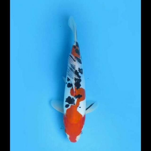 25cm Male - Sanke Doitsu Murni 