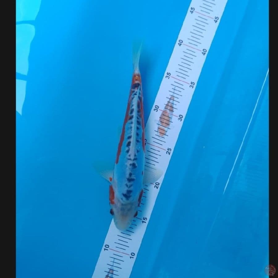Koi Import Jepang Shusui (Sertifikat Miyatora) 27cm Super