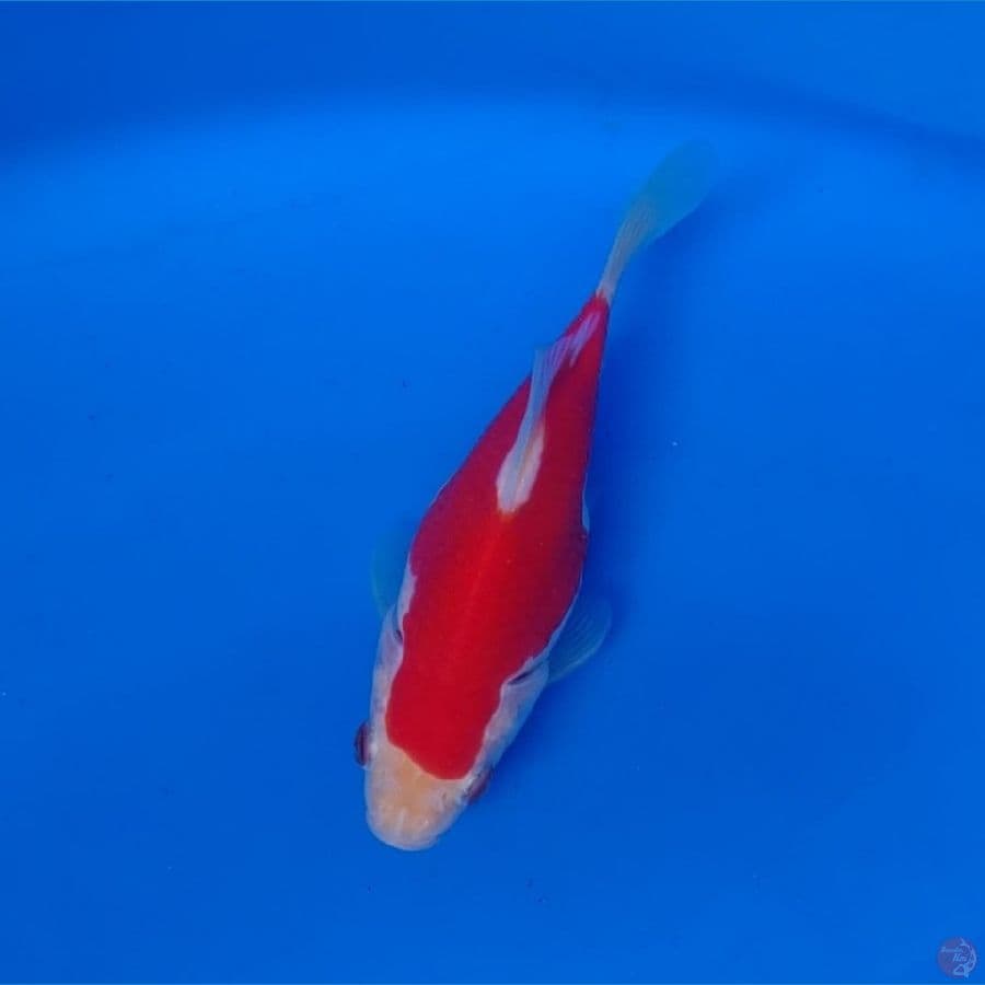 Tamasaba F1 Parents Marushin 15cm Super Red