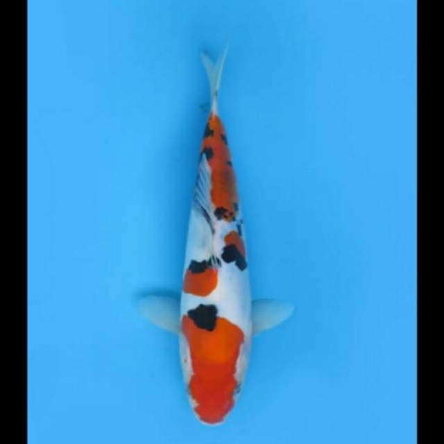 28cm Male - Sanke Doitsu Murni 