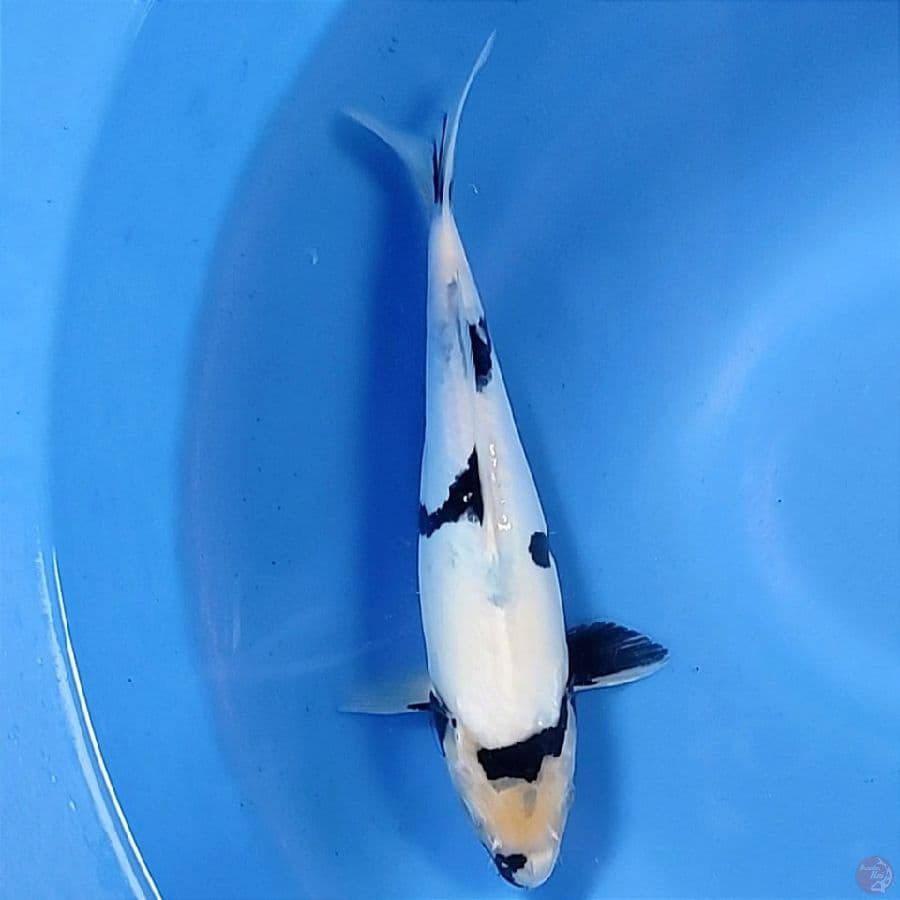 Shiro doitsu tategoi 32 cm