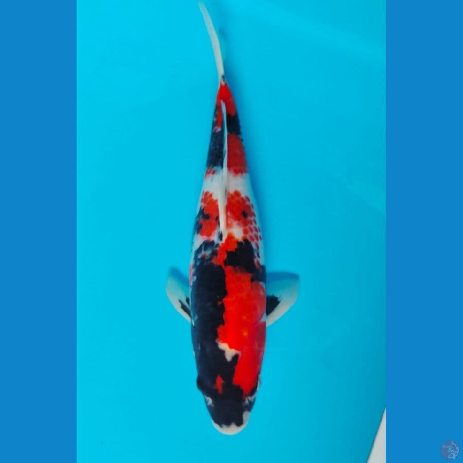 showa 31cm