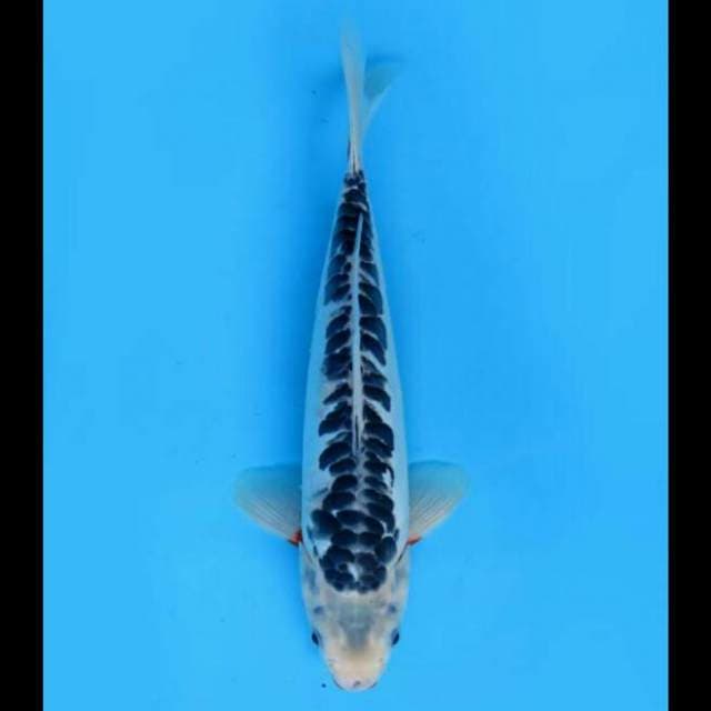 32cm Male - Shusui Antik 