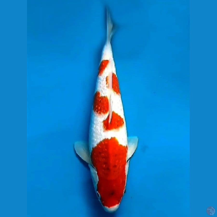 Aigoromo Ginrin 41cm Male