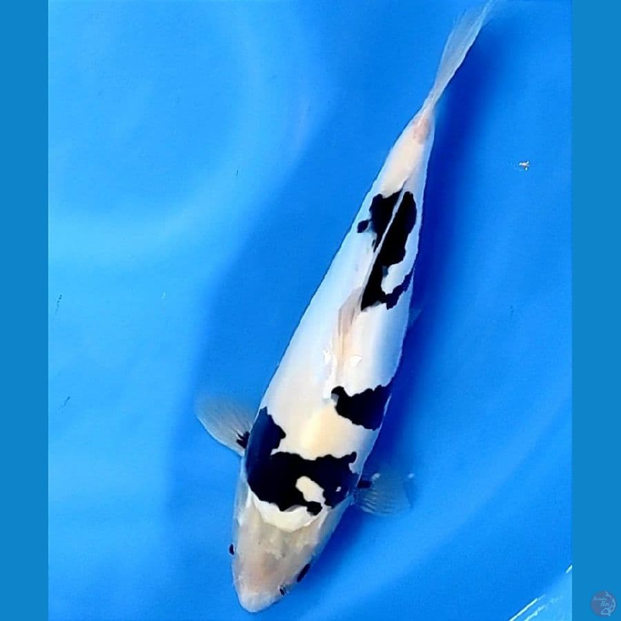 shiro doitsu 34cm
