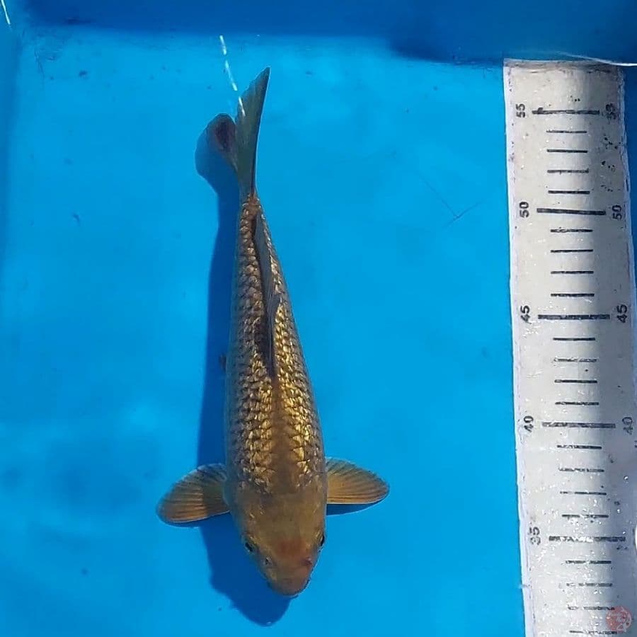 MIDORI GINDRIN QUALITY 23 CM