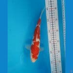 Kohaku ginrin size 25 cm male