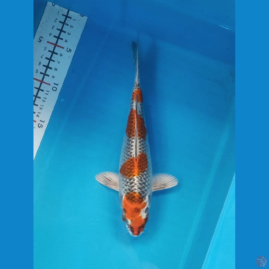 Kujaku size 25 cm