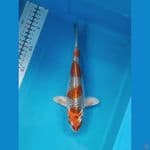 Kujaku size 25 cm