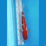 Kohaku ginrin size 32 cm male