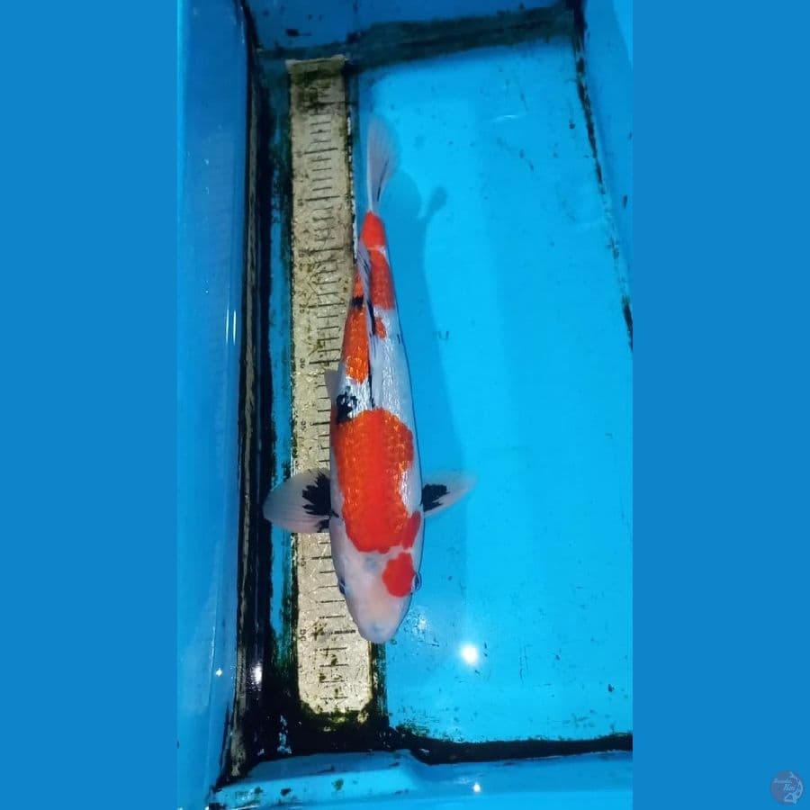 Ginrin showa 40cm male