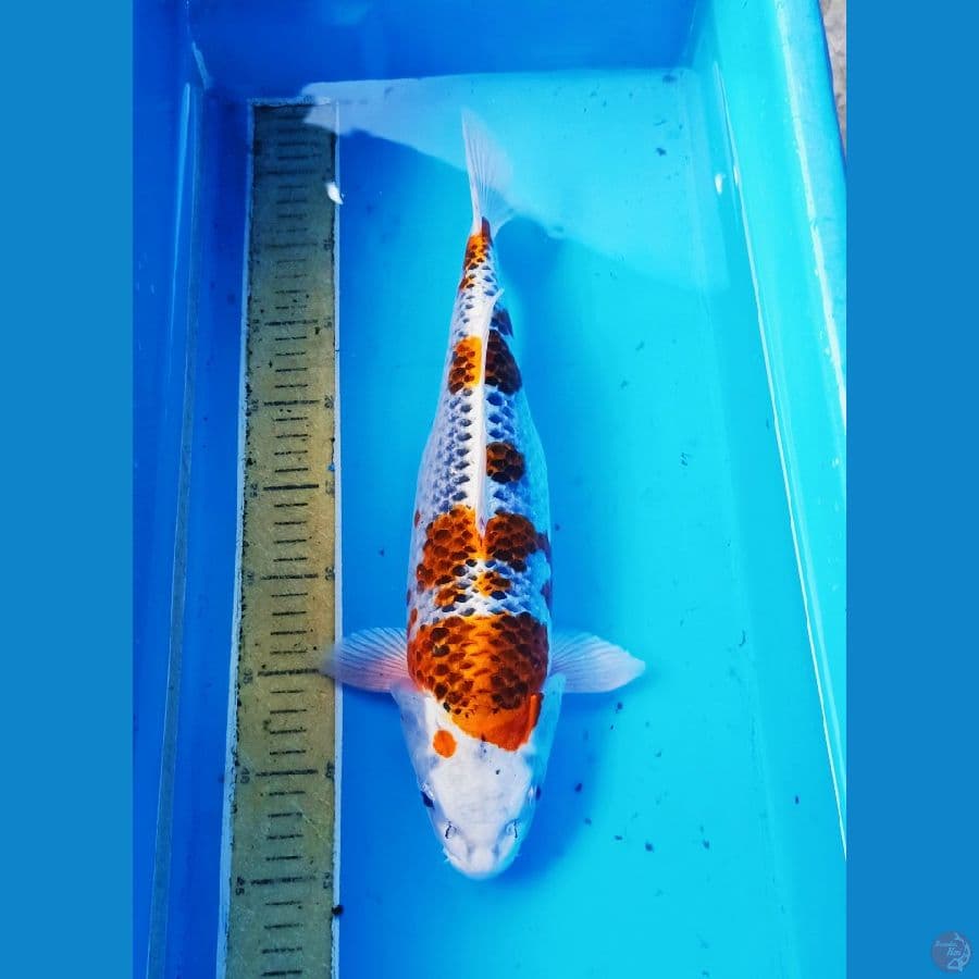 40cm kujaku full hikari jaring bagus