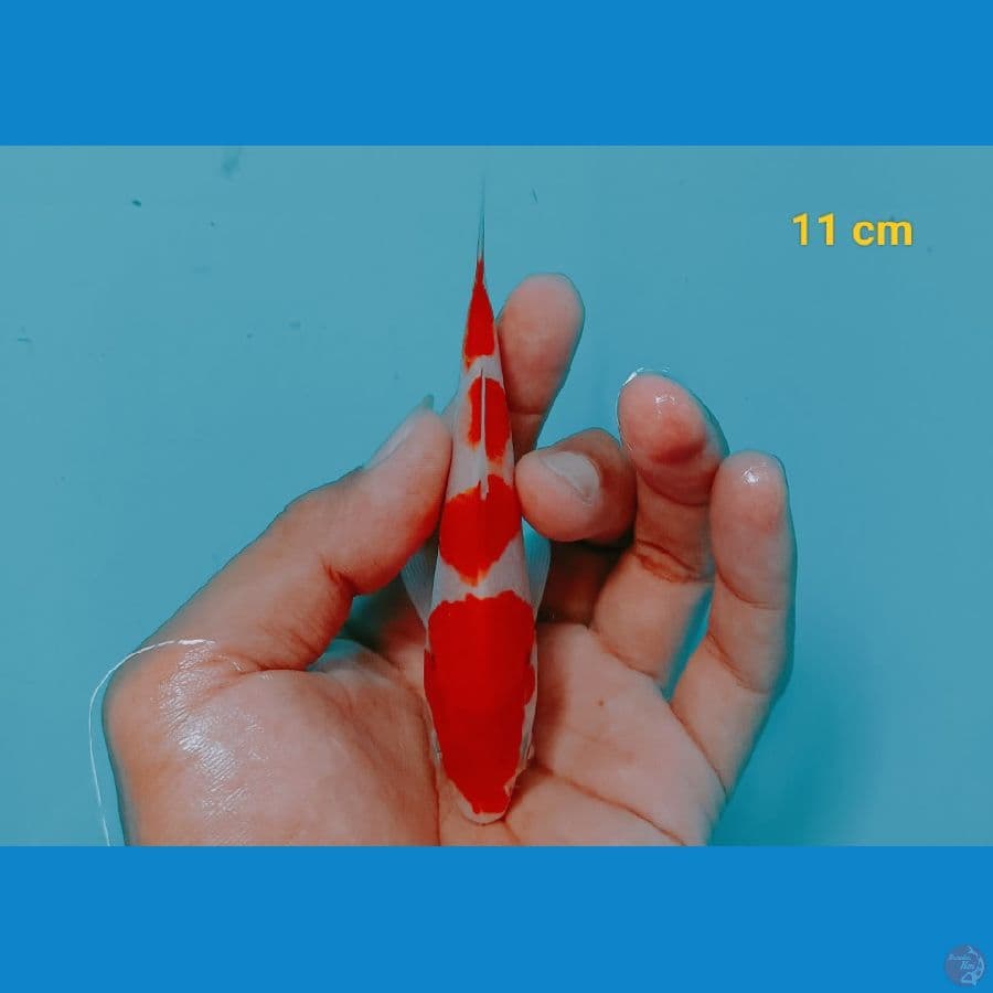 Minion 11cm