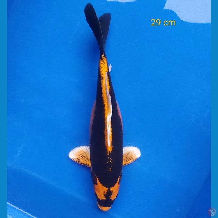 Kabuto