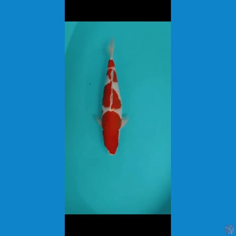 Original Kohaku Male-40bu