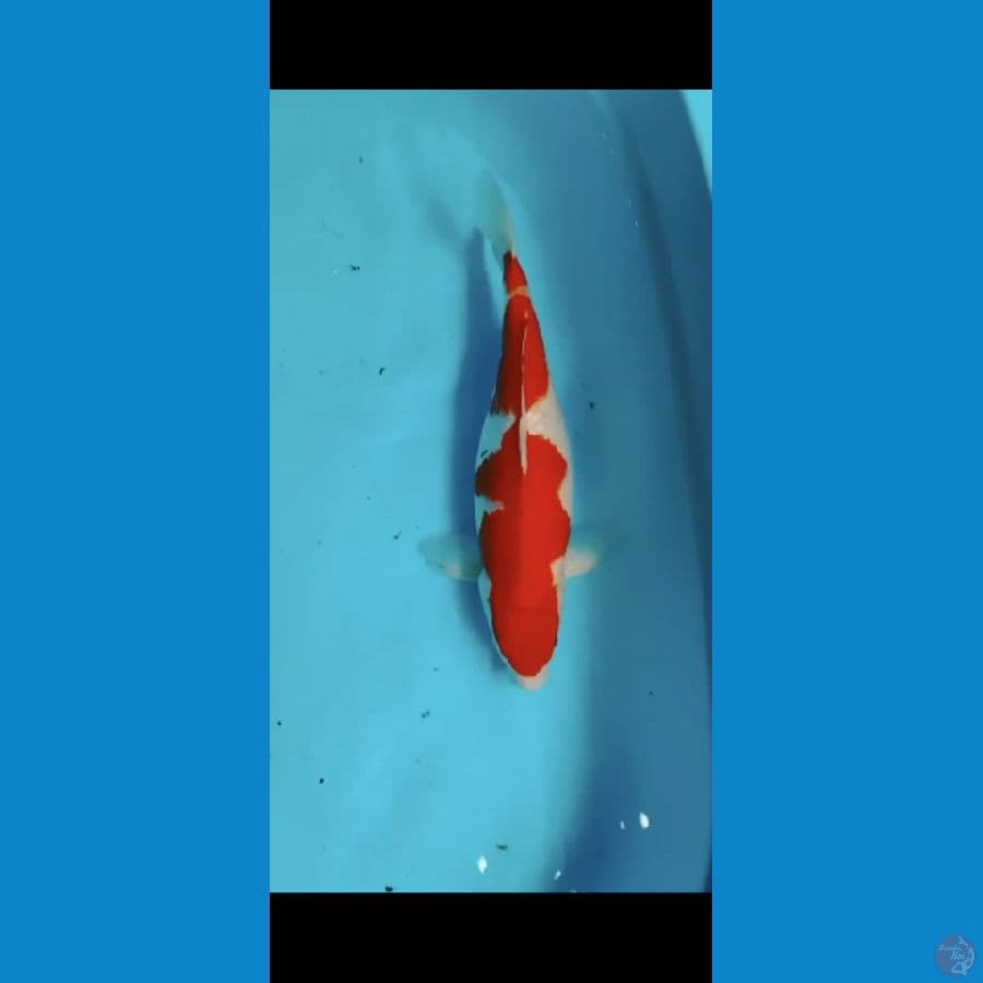 Original Kohaku Female-40cm