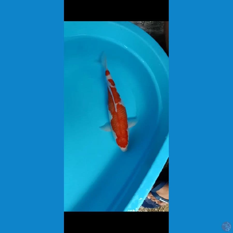 Original Kohaku Female-39cm