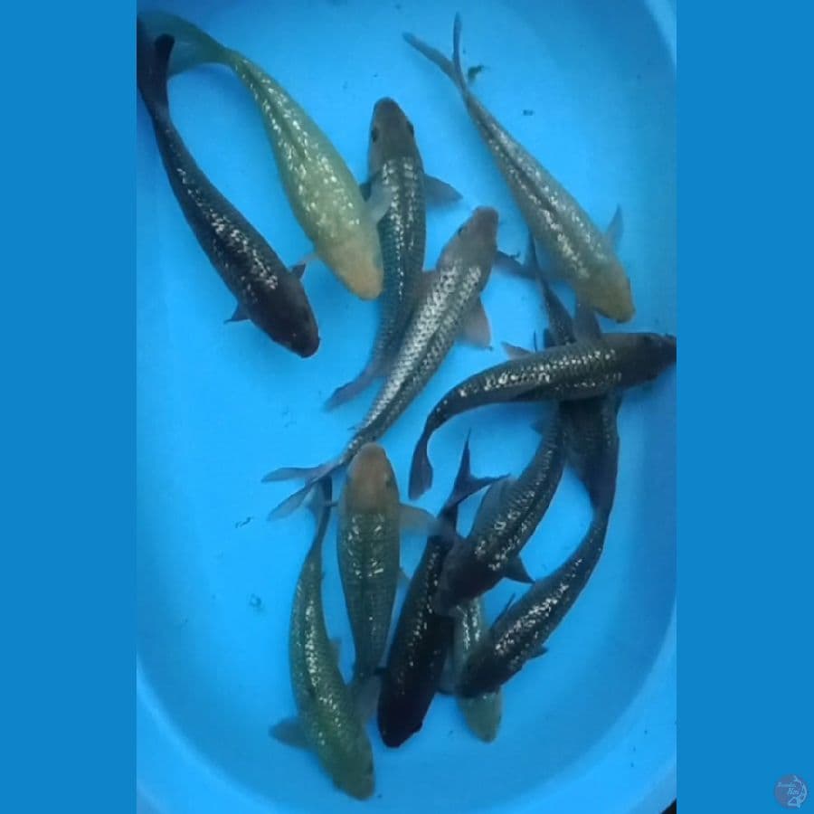 mix soragoi ginrin