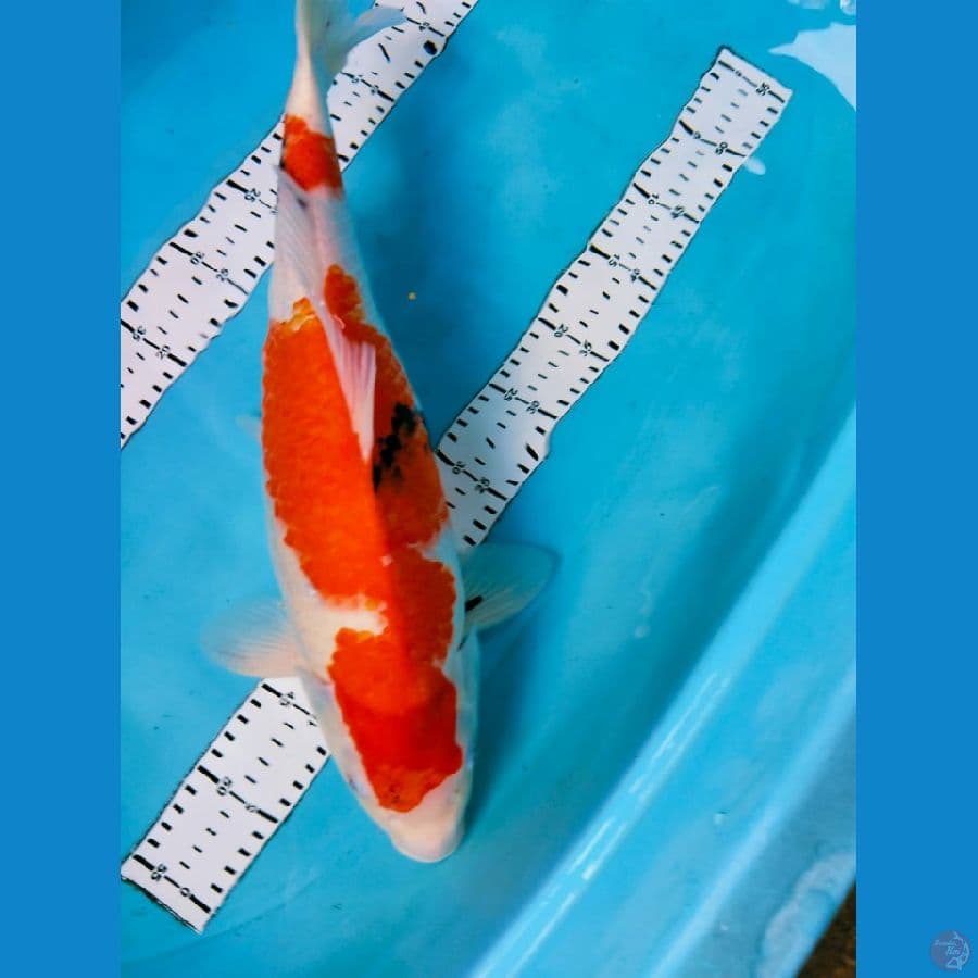 showa 47cm