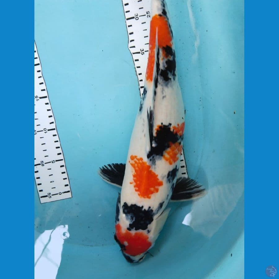 showa 46cm
