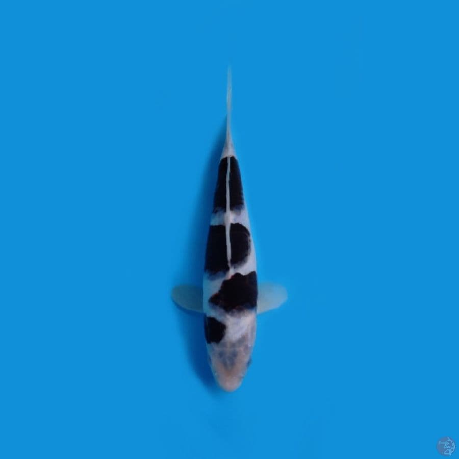 BUDOGOROMO_25CM SQ