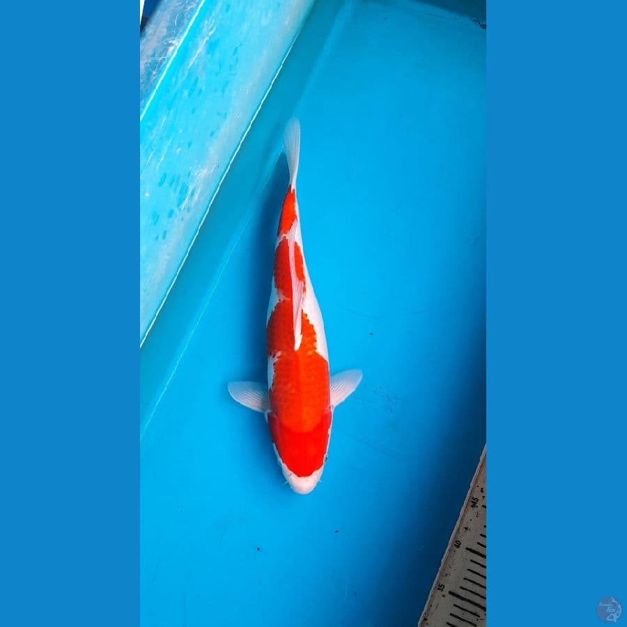 kohaku 