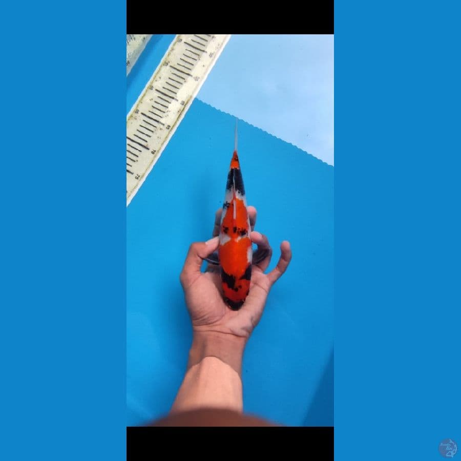 SHOWA_ 22 CM F1