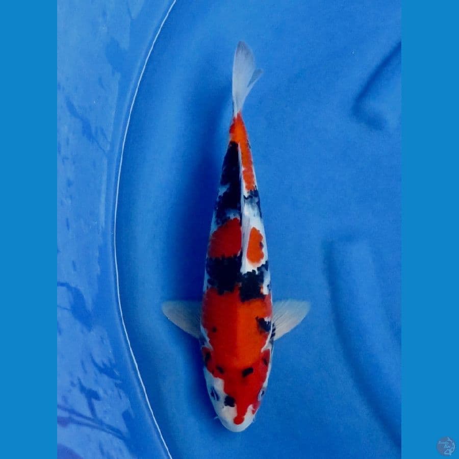 Showa Hq 32cm 