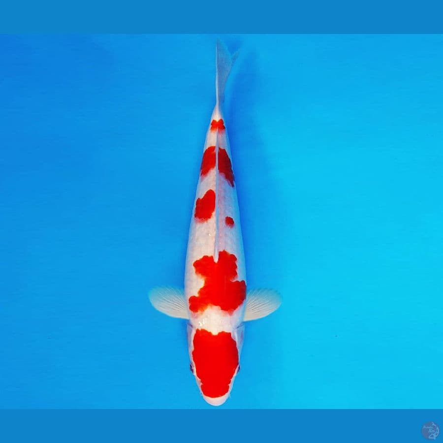 HIRO 3 - KOHAKU 34 cm/fm ®