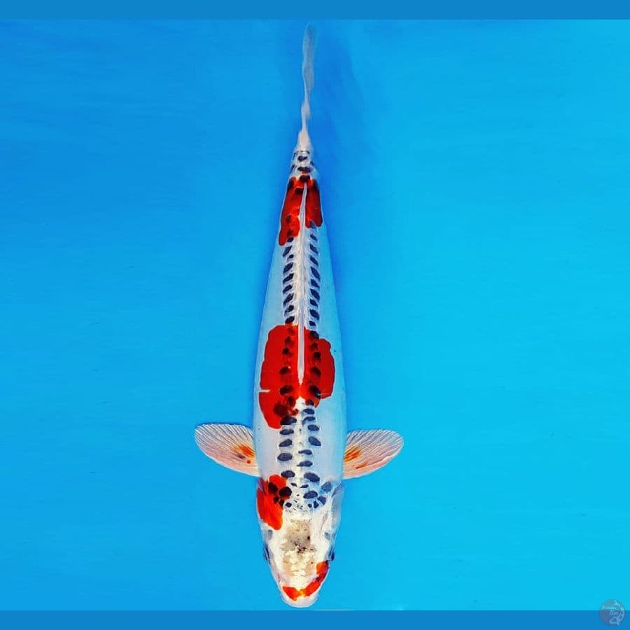 HIRO 11 - BENI KIKOKURYU 36 cm/male ®