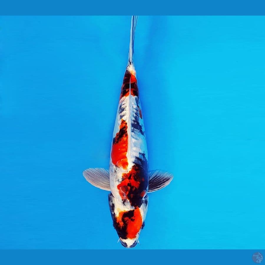 HIRO 12 - HIKARI SHOWA 32 cm/fm ®
